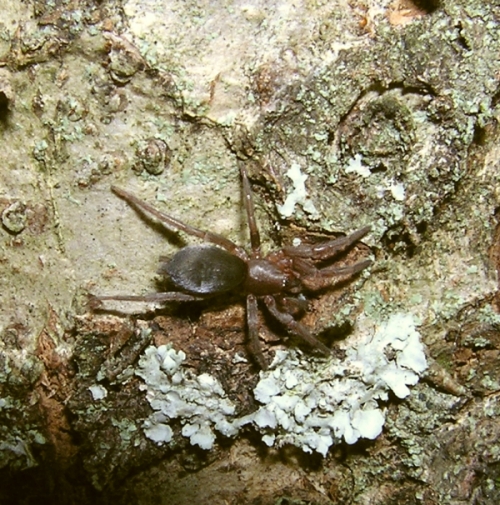 un Ragno sul melo (Gnaphosidae, prob. Scotophaeus)